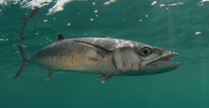 Spanish Mackerel Fishing Charter Ruskin Florida