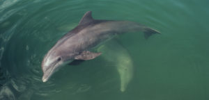 Tampa Bay Dolphin Tour