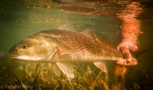 Tampa Bay Redfish Fishing Charter