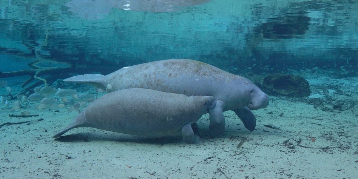 florida manatees