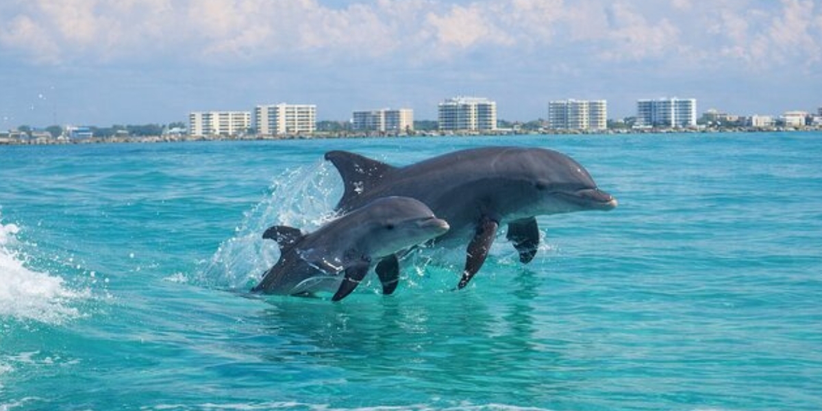 florida dolphins