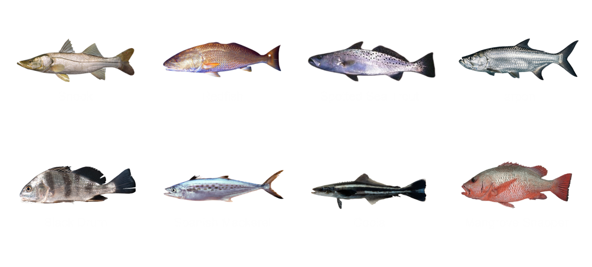 fish you can catch with barefoot fishing charter